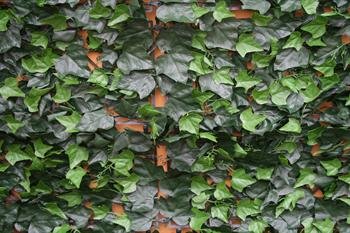 Kunstig H�k i naturtro udgave model Vedbend